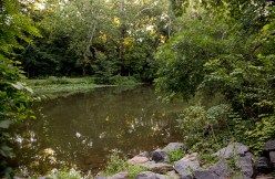 A tranquil pond surrounded by lush greenery and rocks.
