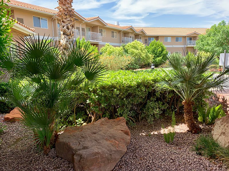 A serene garden featuring palm trees and desert landscaping in a residential area.