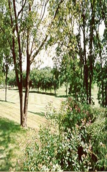 A scenic view of a lush green park with trees and shrubs.
