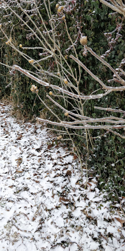 A quiet winter scene featuring bare branches and a dusting of snow on the ground.