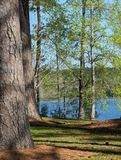 A serene view of a lake surrounded by lush green trees on a sunny day.