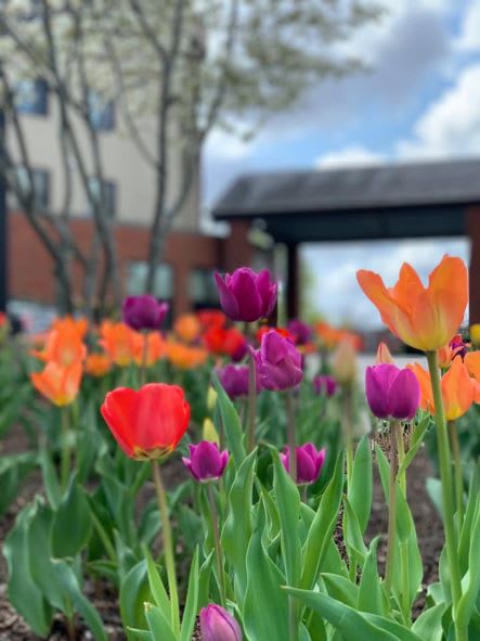 A vibrant garden of tulips in full bloom under a clear sky.