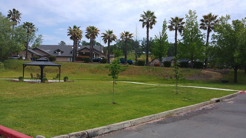 A residential neighborhood with a grassy park featuring palm trees.