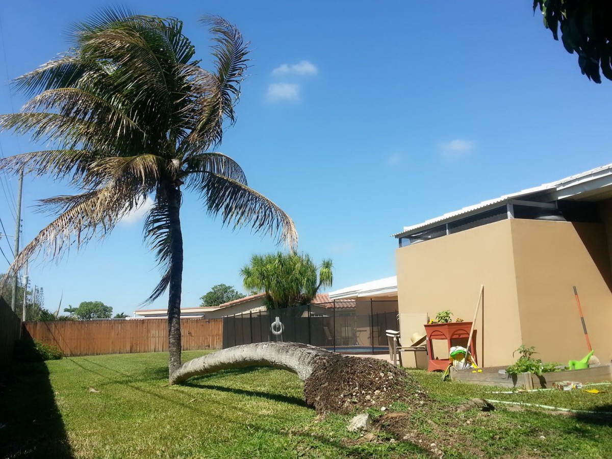 A fallen palm tree in a backyard with a house and clear sky.