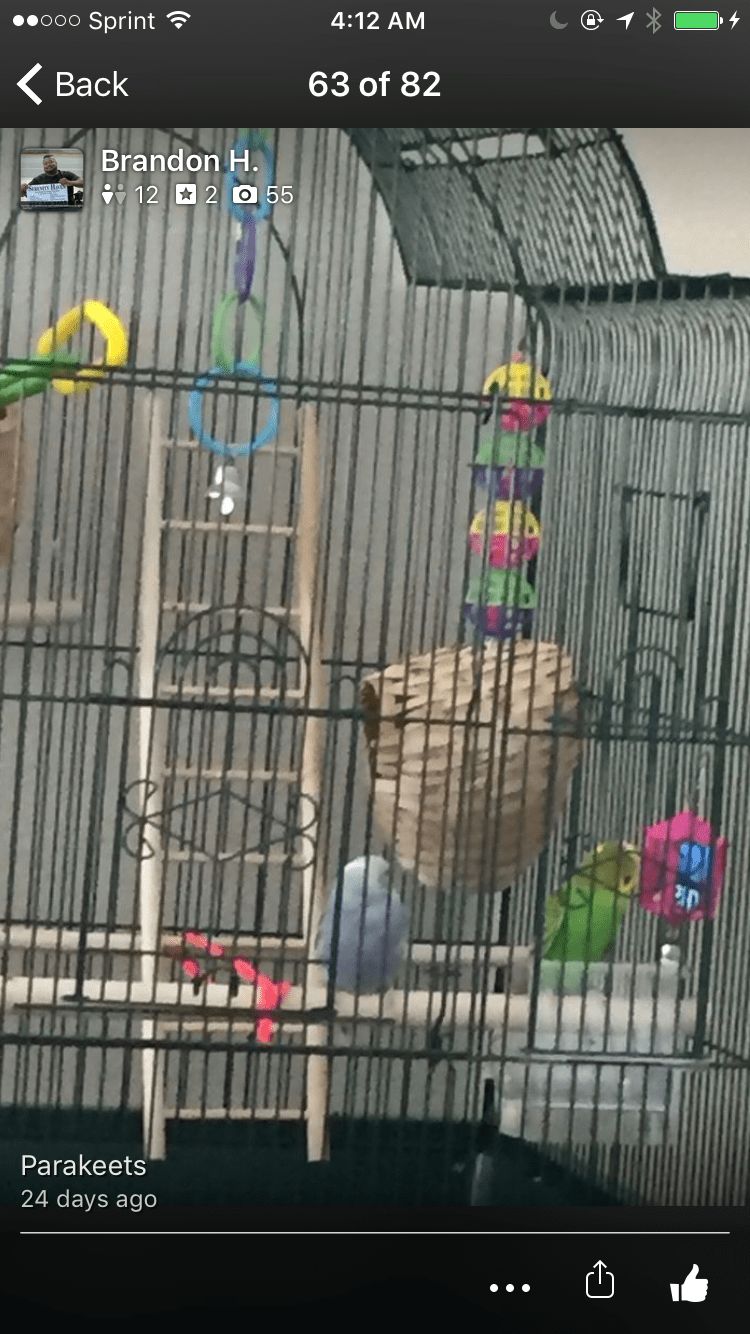 A parrot inside a cage with colorful toys and a ladder.