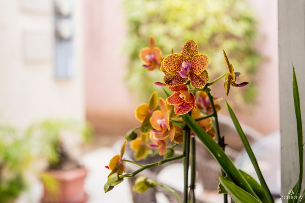 A Shalom Garden II