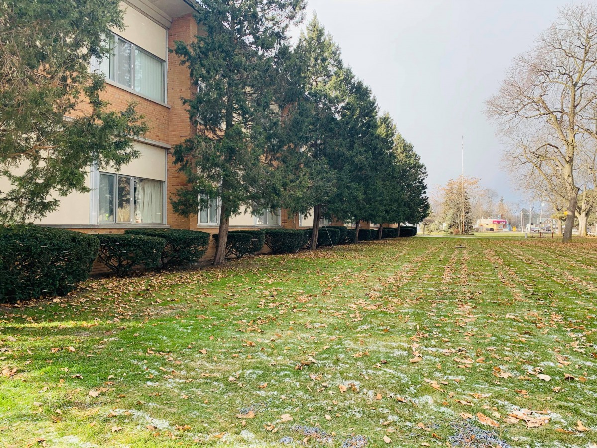A row of trees lines the side of a building under an overcast sky.