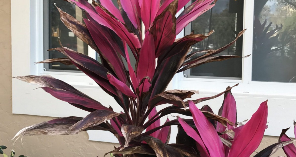 A vibrant Cordyline plant with striking pink and brown leaves.