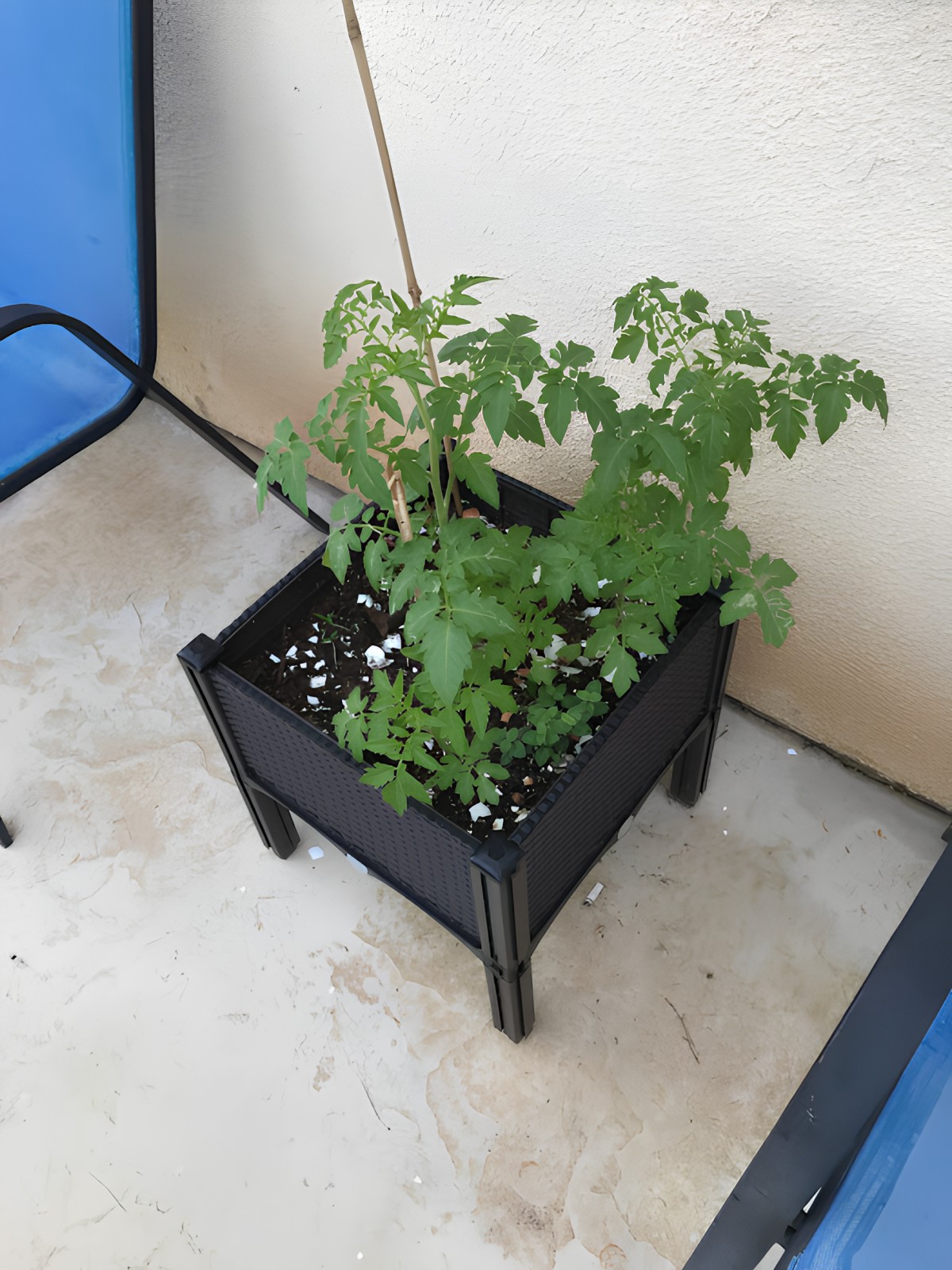 A tomato plant growing in a black planter box on a balcony.