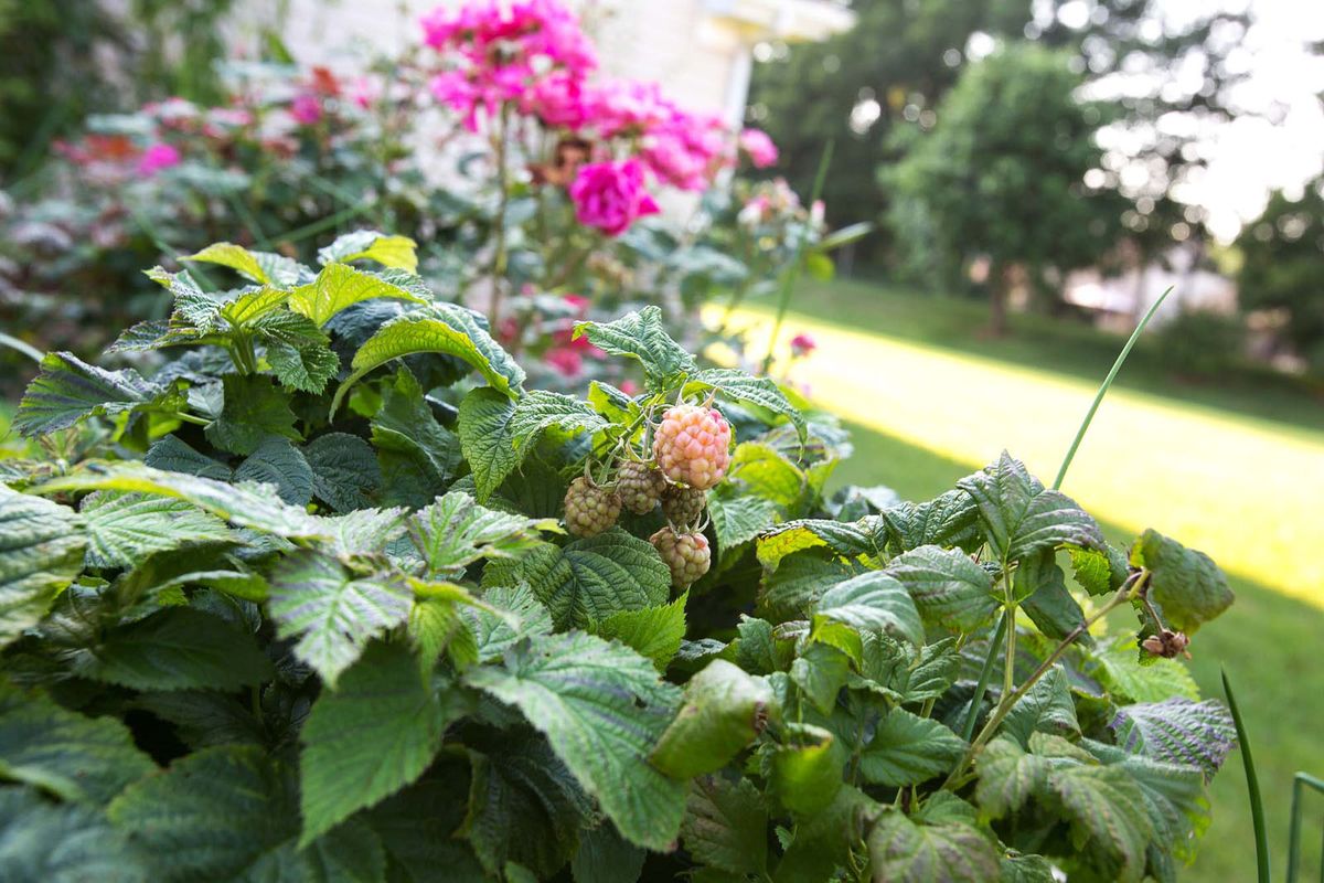A vibrant garden scene with raspberries and pink flowers in bloom.