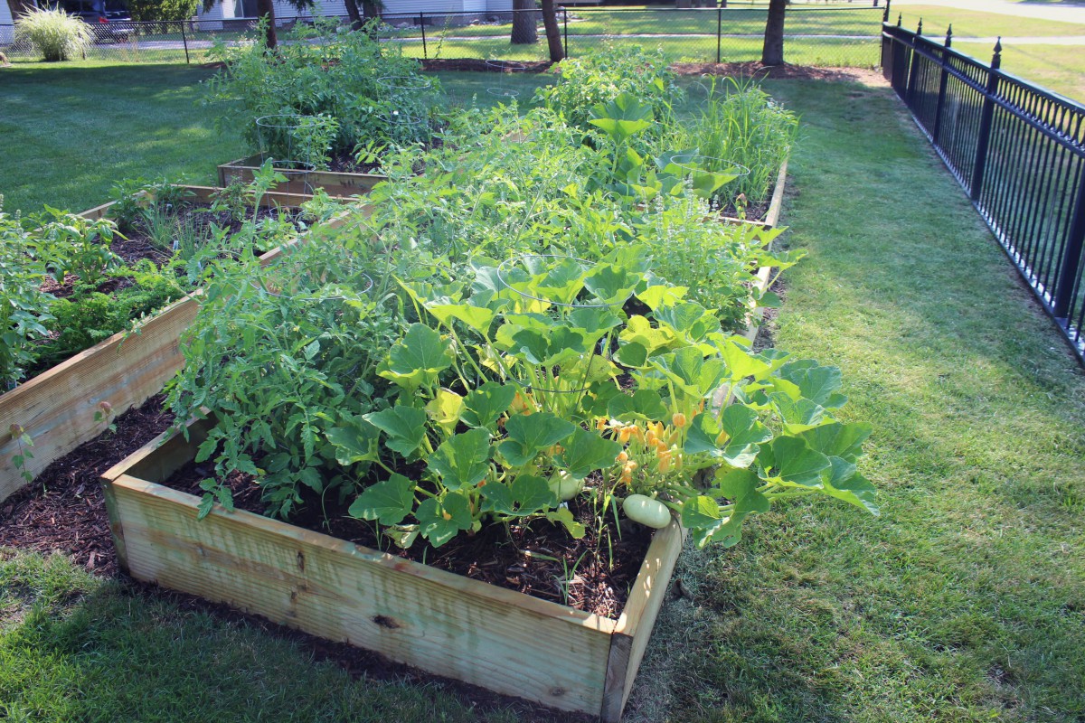 A vibrant raised garden bed filled with various vegetables and lush greenery in a sunny outdoor setting.