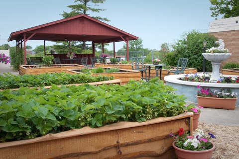 A well-maintained garden with raised vegetable beds and a gazebo.