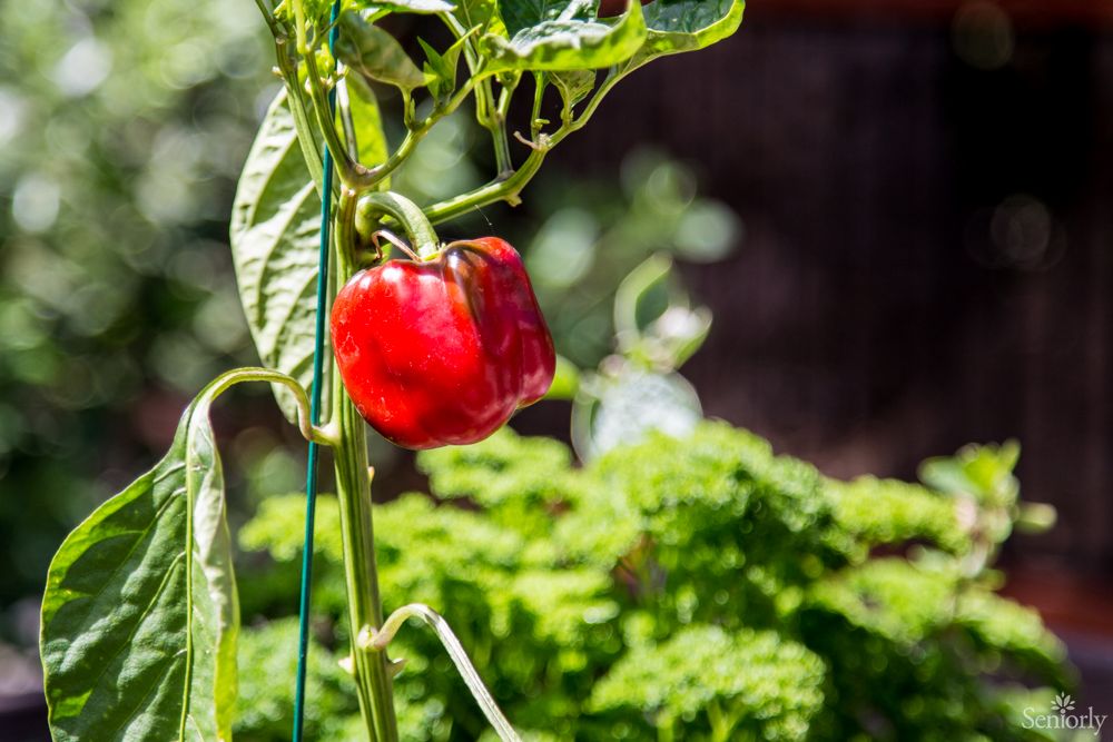 A vibrant red bell pepper growing in a lush garden.