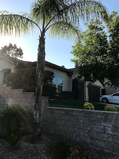 A suburban house with a palm tree in the front yard, seen on a sunny day.