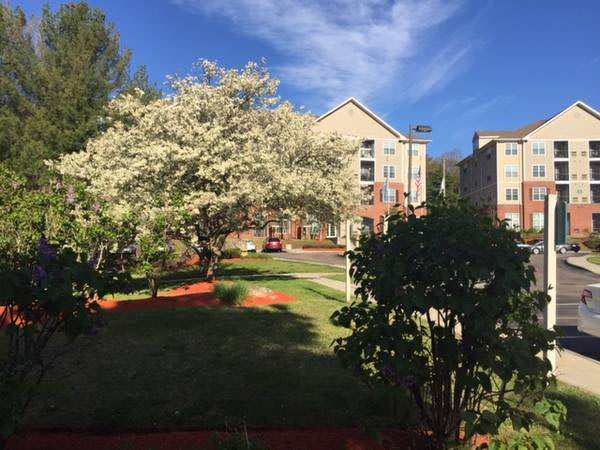 A beautiful spring day showcases blossoming trees in front of apartment buildings.
