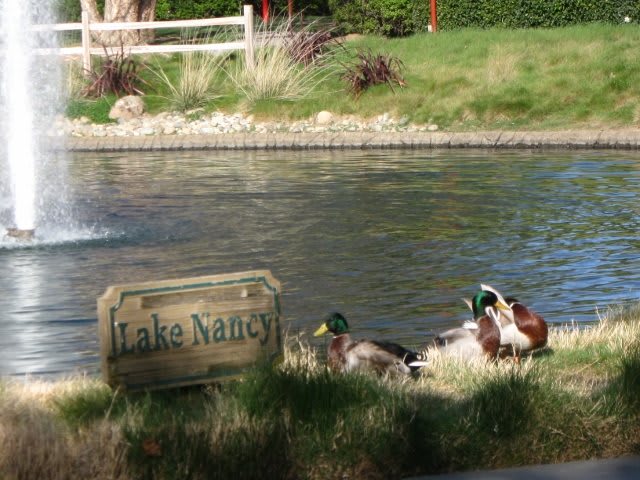 Ducks by Lake Nancy on a sunny day.