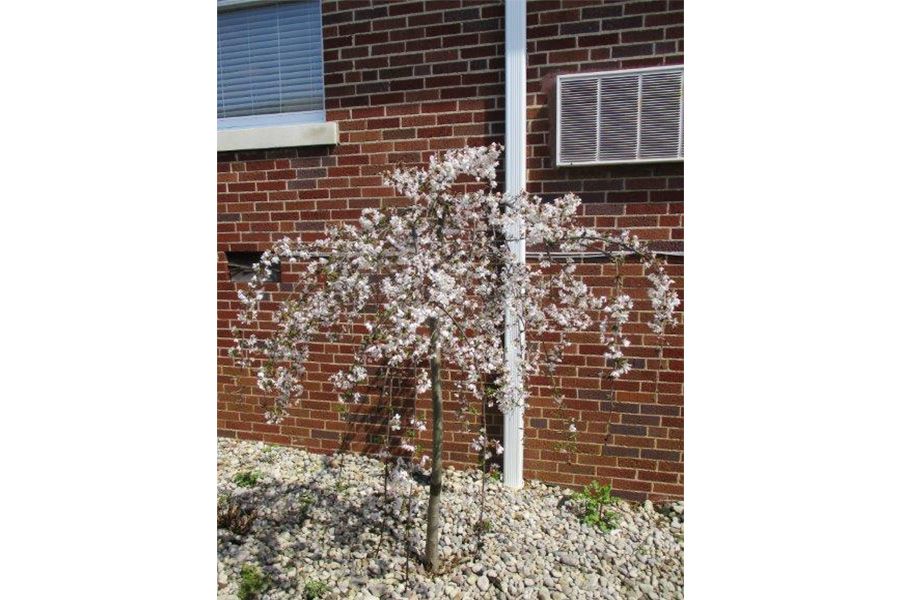 A small tree with white blossoms stands in front of a brick building.