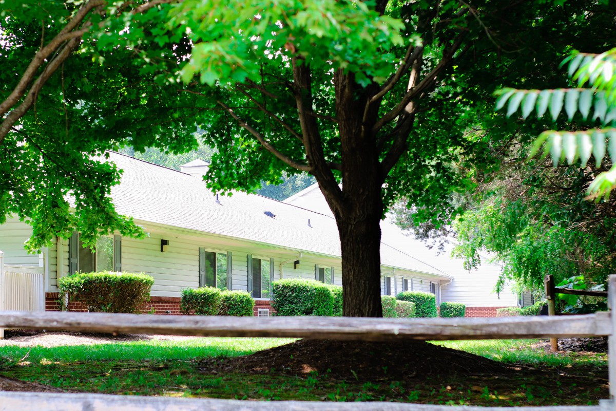 A serene view of a large tree with lush green leaves in front of a building.