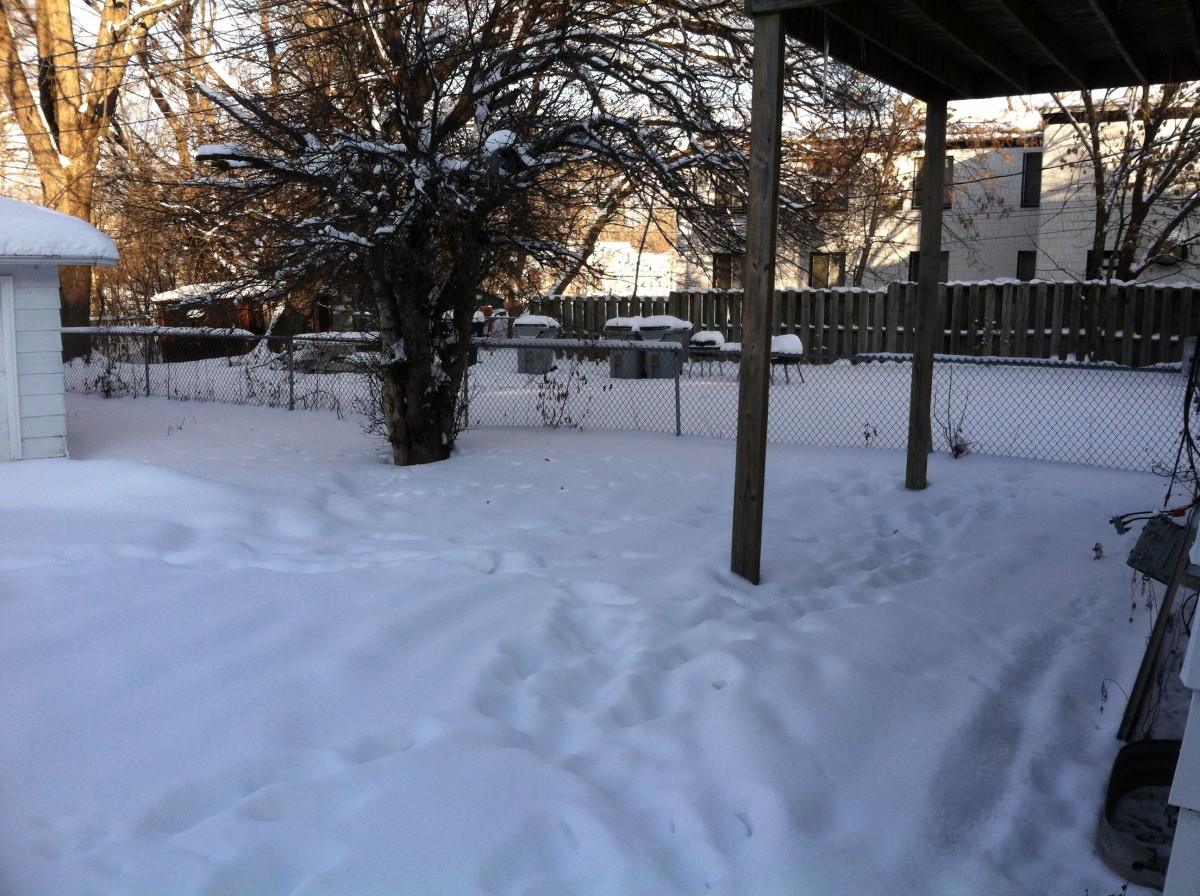 A snowy backyard scene with a tree and a fence.