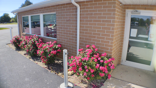 A vibrant display of pink roses blooming beside a brick building.