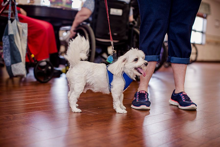 A small white dog on a leash standing indoors on a wooden floor, surrounded by people.