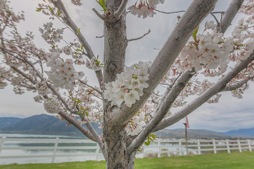 A close-up view of a flowering tree, showcasing its delicate blossoms against a serene backdrop.