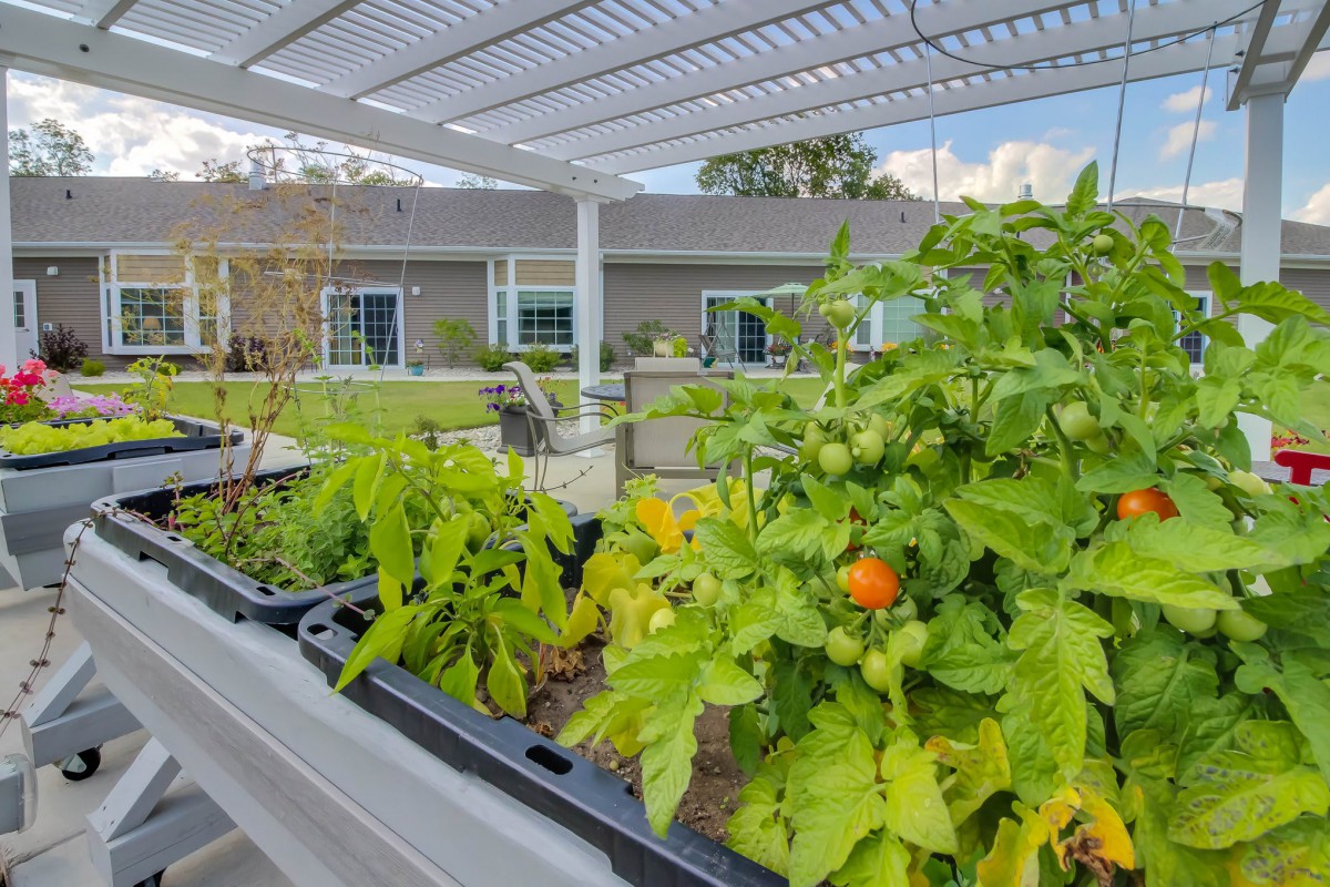 A vibrant garden with vegetables growing in raised beds on a sunny patio.