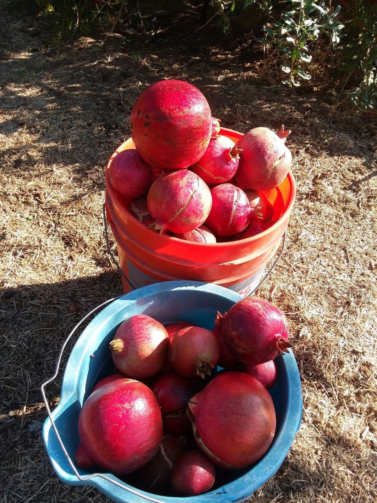 Two buckets filled with freshly harvested pomegranates outdoors.