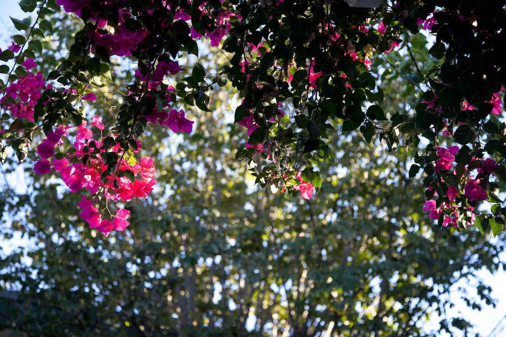 Sunlit bougainvillea blooms amidst lush foliage.