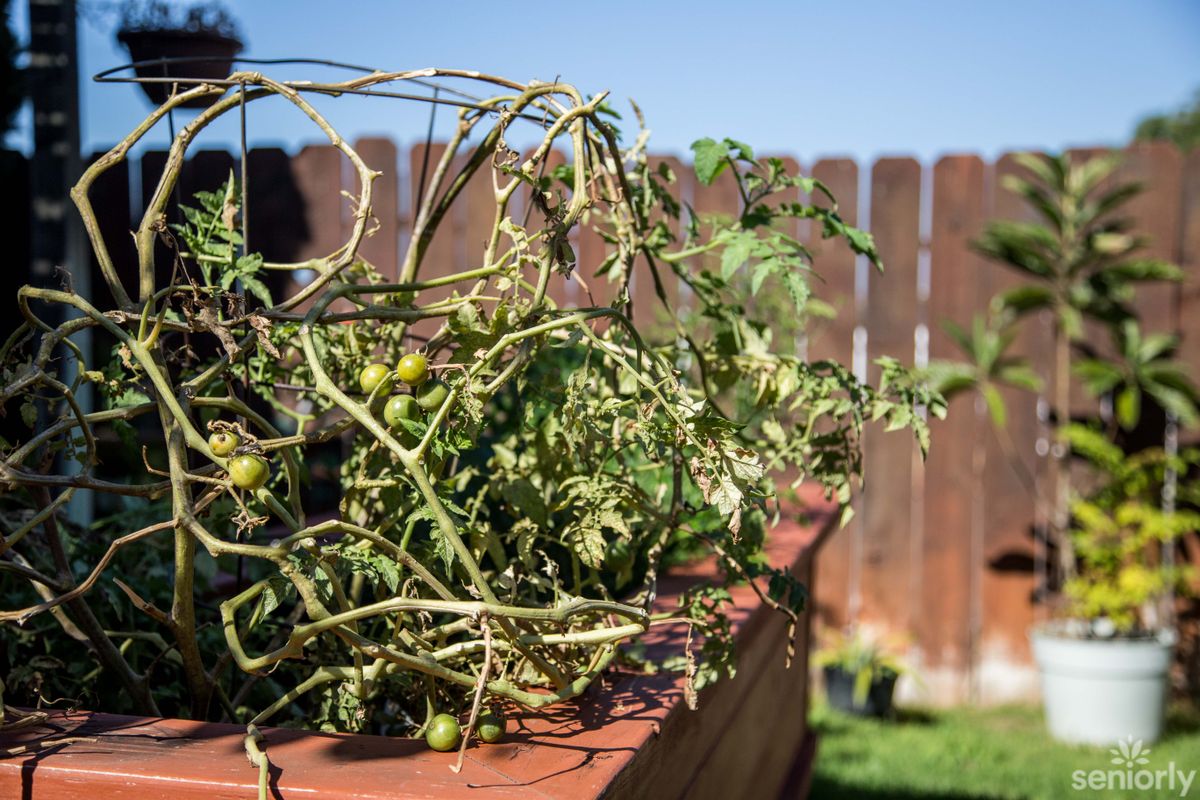 A wilting tomato plant with green tomatoes in a sunny garden.
