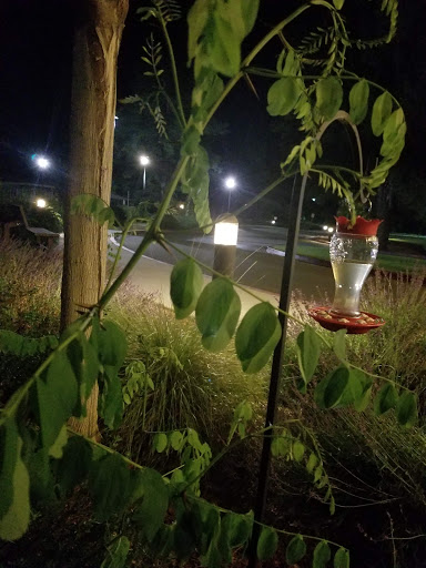 A hummingbird feeder hanging in a leafy plant under the nighttime lights.