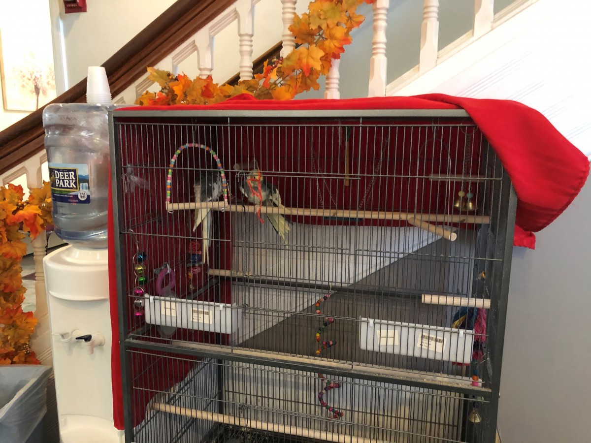 A parrot sits inside a bird cage placed near stairs decorated with autumn-themed ornaments.