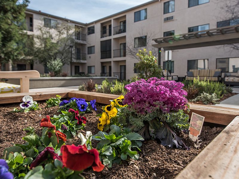 A vibrant garden in the courtyard of an apartment building, featuring colorful flowers and landscaping.