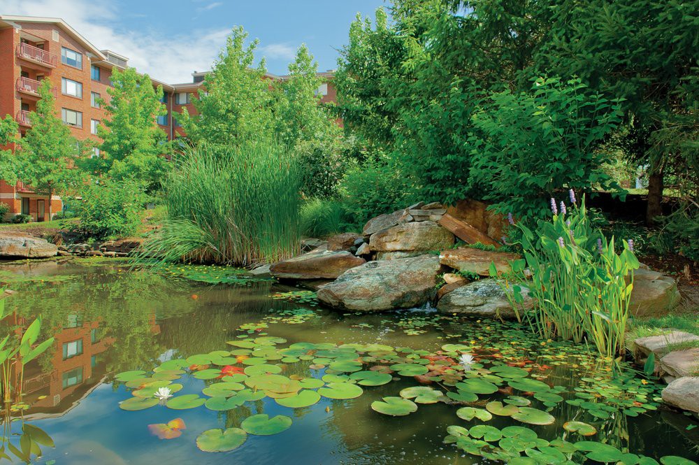 A tranquil pond surrounded by lush greenery and rocks, adorned with lilypads.