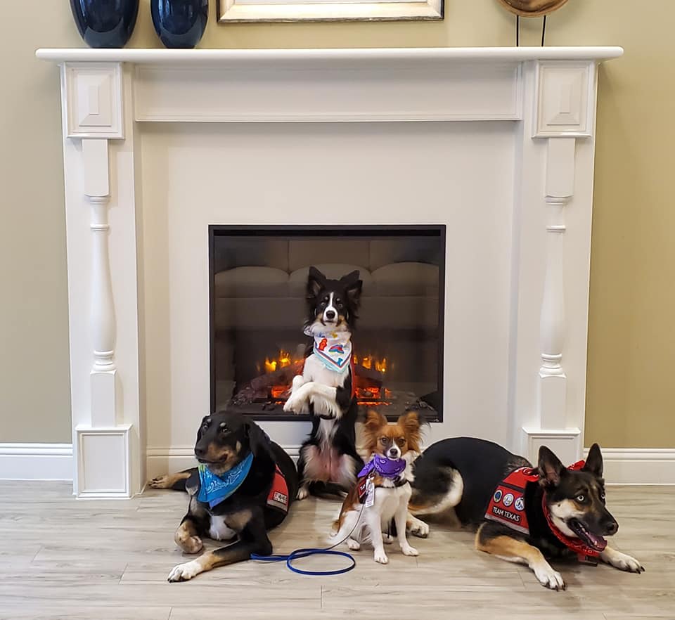 A group of dogs in colorful costumes sit in front of a fireplace.
