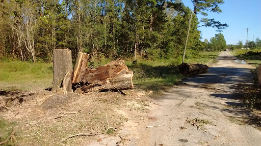 Tree stumps and logs left beside a rural road after recent tree removal.