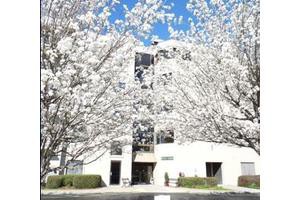 A building surrounded by trees in full bloom during spring.