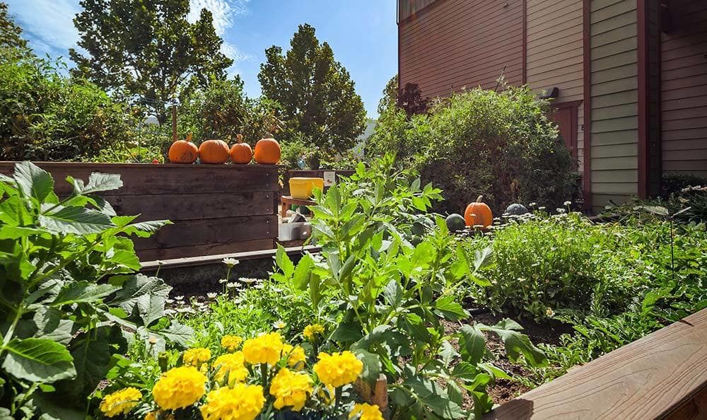 A vibrant garden with yellow marigolds and pumpkins basking in the sun.