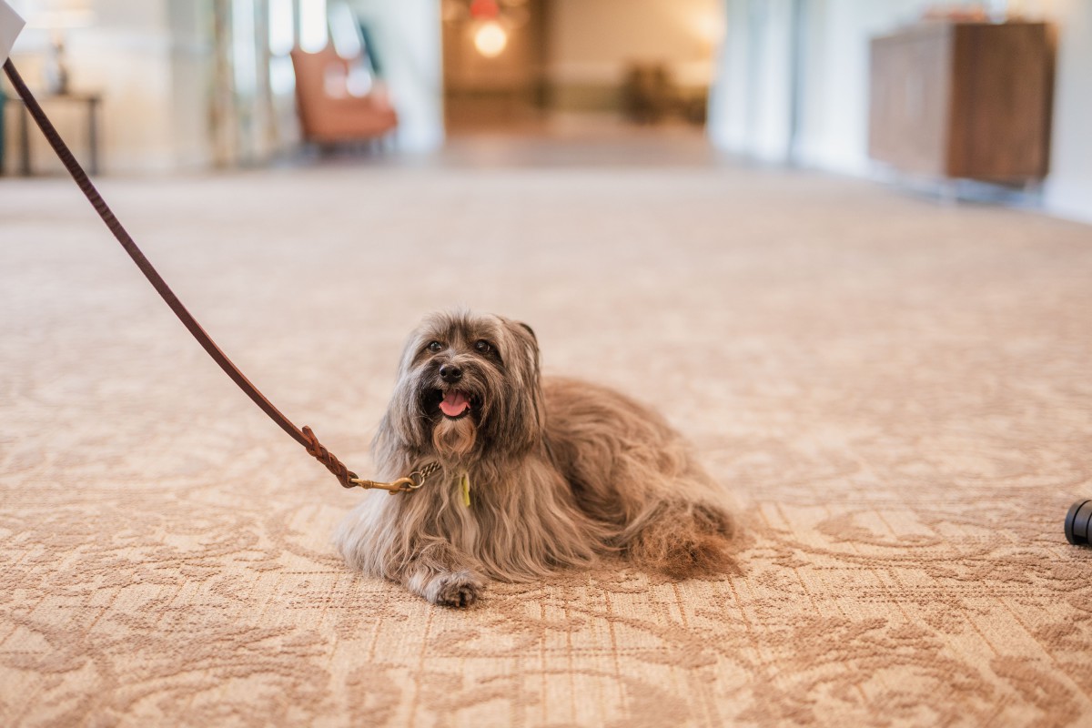 A long-haired Shih Tzu dog lying on the floor indoors, attached to a leash.