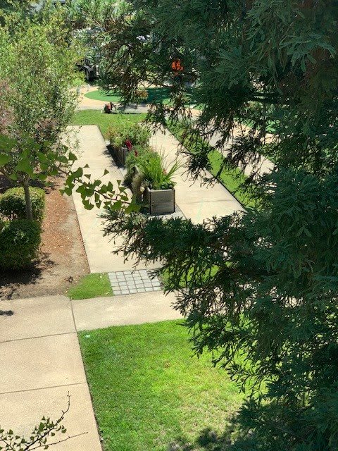 A peaceful walkway lined with trees and greenery.