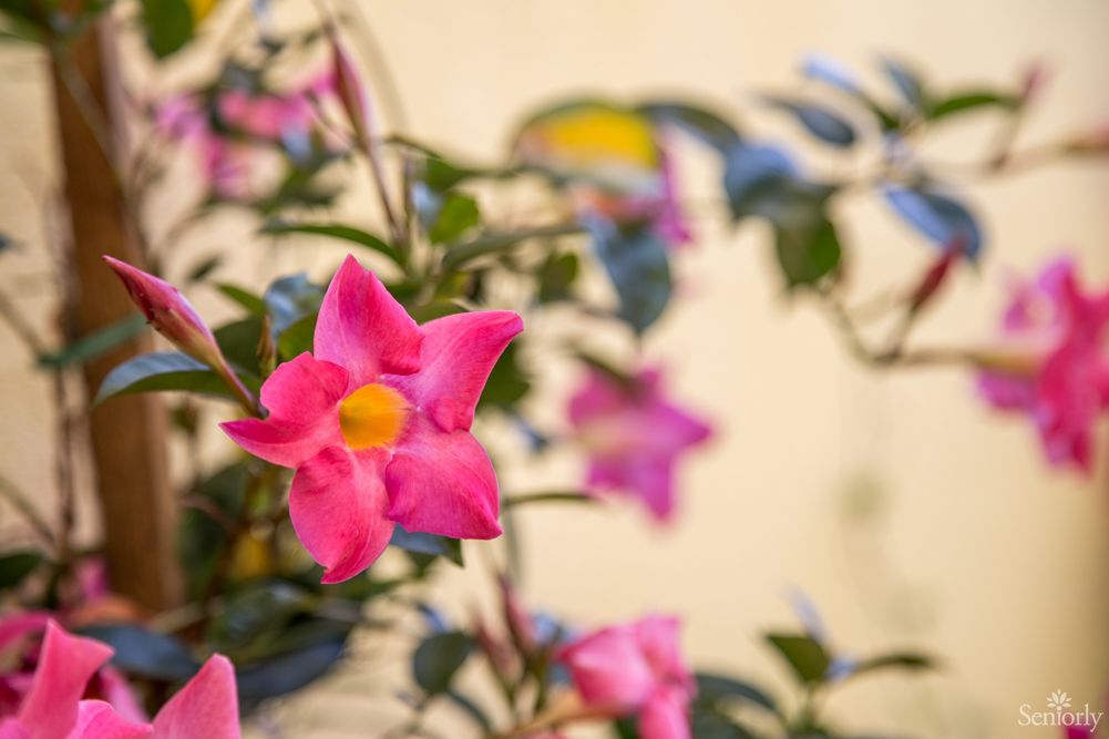 A vibrant pink flower with a yellow center surrounded by green foliage.
