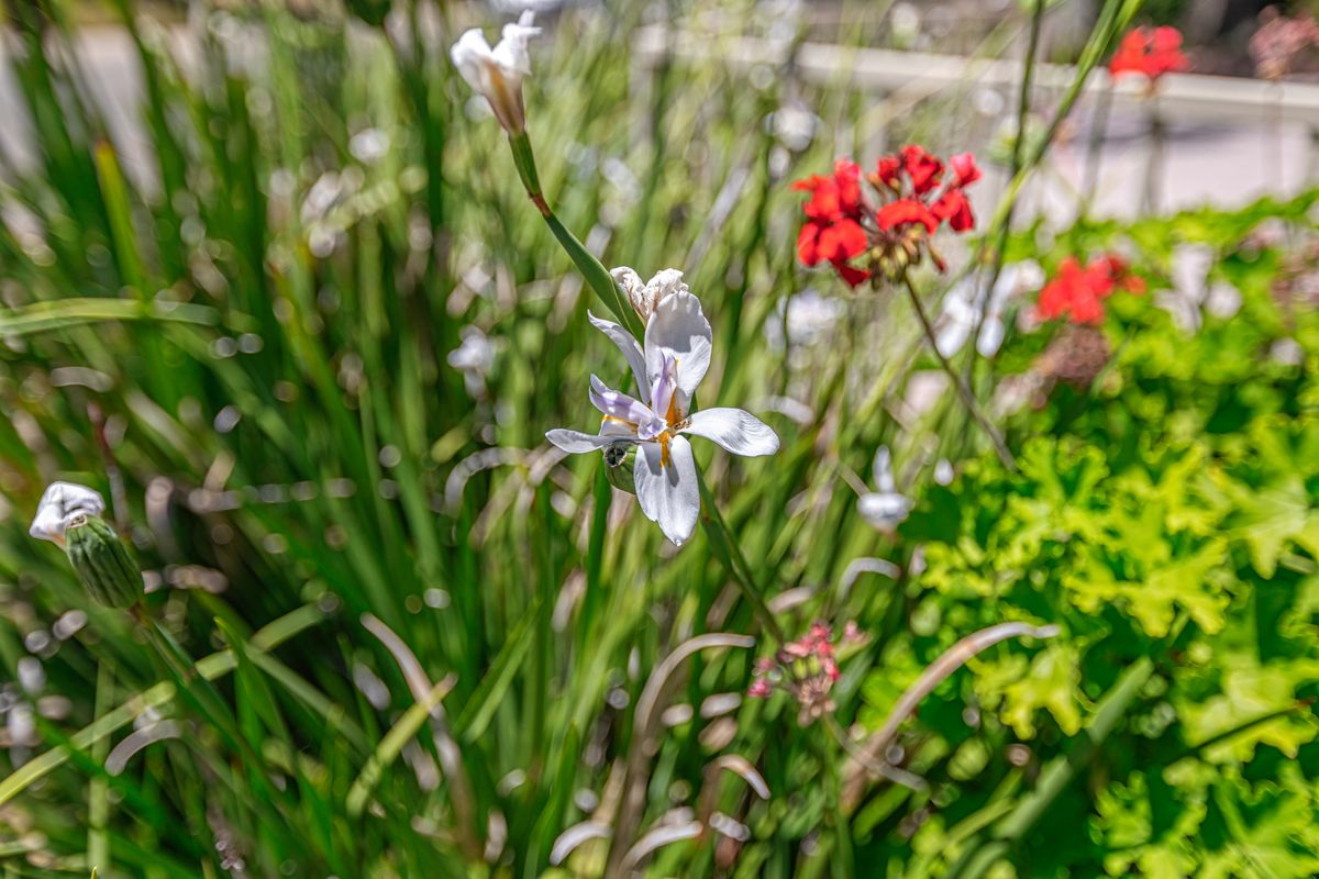 A vibrant garden scene featuring delicate wildflowers in full bloom.
