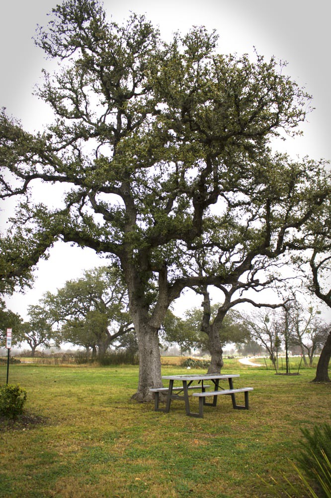 A large oak tree with sprawling branches stands beside a picnic table in a grassy park under an overcast sky.