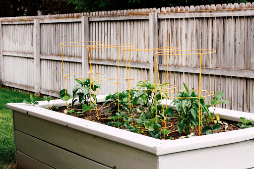 A well-maintained raised vegetable garden with plants growing alongside a wooden fence.