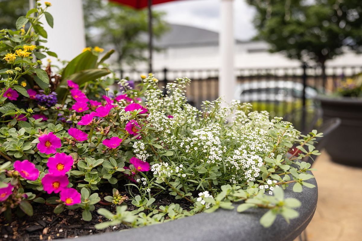 Commonwealth Senior Living At Willow Grove