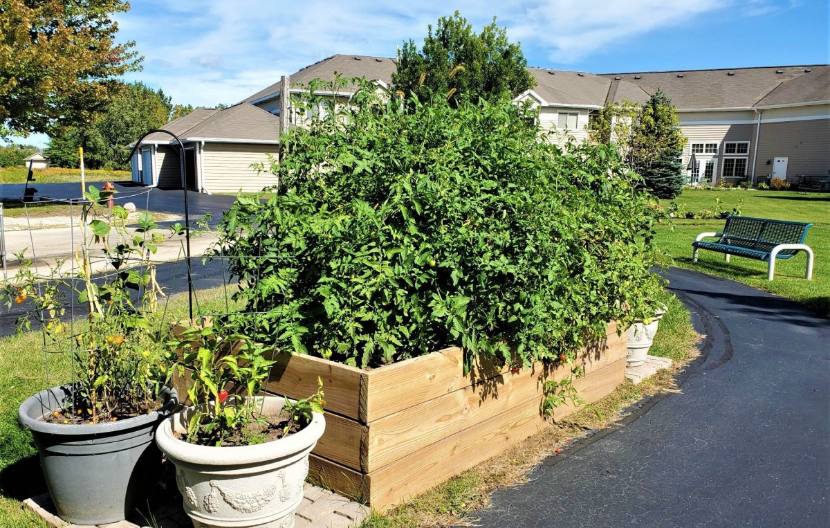 A lush vegetable garden growing in a raised wooden garden bed, situated in a suburban neighborhood.