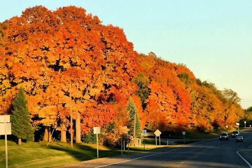 A picturesque autumn scene showcasing vibrant orange and yellow foliage along a quiet road.