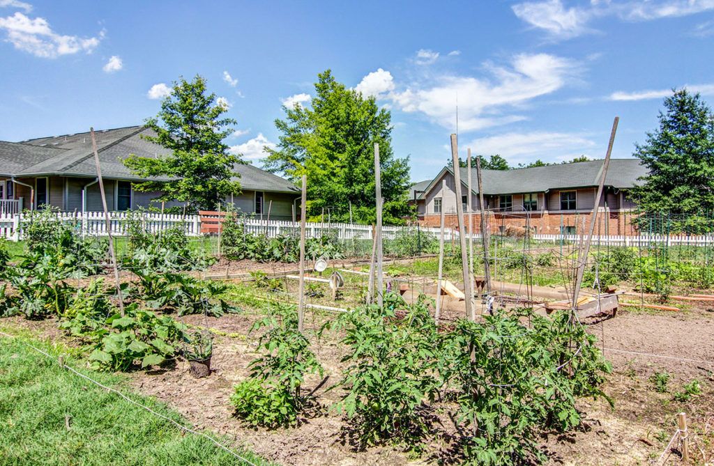 A vegetable garden in a residential area on a sunny day.