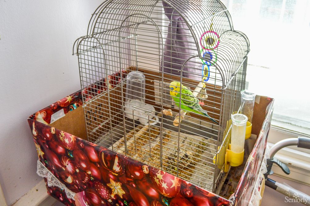 A green parrot inside a decorative bird cage at home.