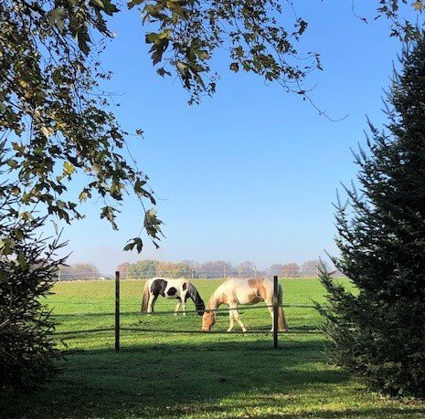Two horses grazing in a serene pasture under a clear blue sky.